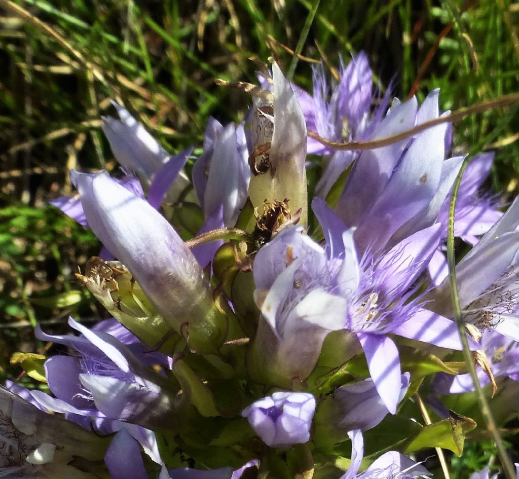 Genzianelle sul monte Pagano (BS)